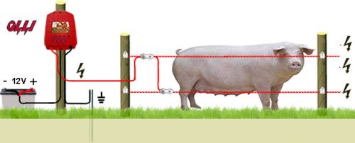PIGS 12V MAIN