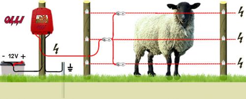 SHEEP 12V MAIN